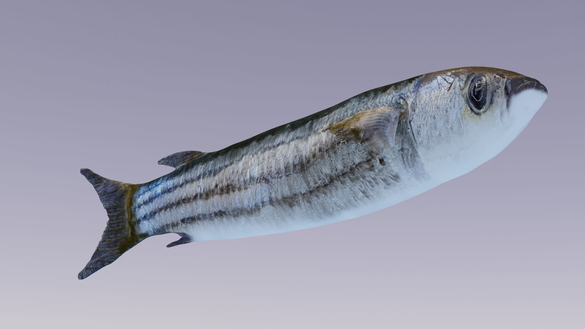 Mullet fish  Mediterranean sea fish Rigged Animated 3D model_11