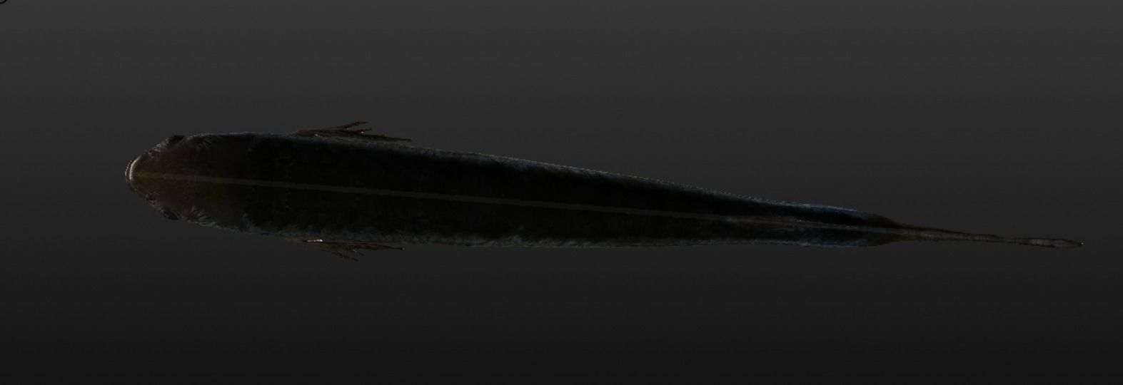 Mullet fish  Mediterranean sea fish Rigged Animated 3D model_4