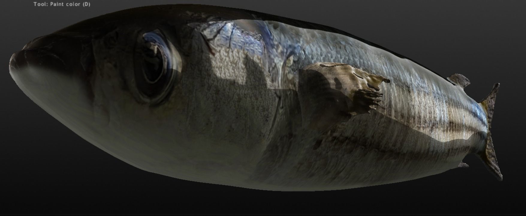 Mullet fish  Mediterranean sea fish Rigged Animated 3D model_5
