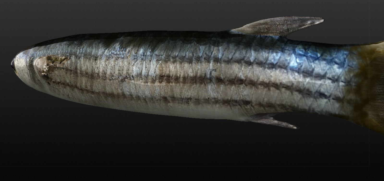 Mullet fish  Mediterranean sea fish Rigged Animated 3D model_6