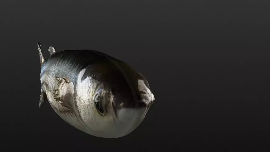 Mullet fish  Mediterranean sea fish Rigged Animated 3D model_0