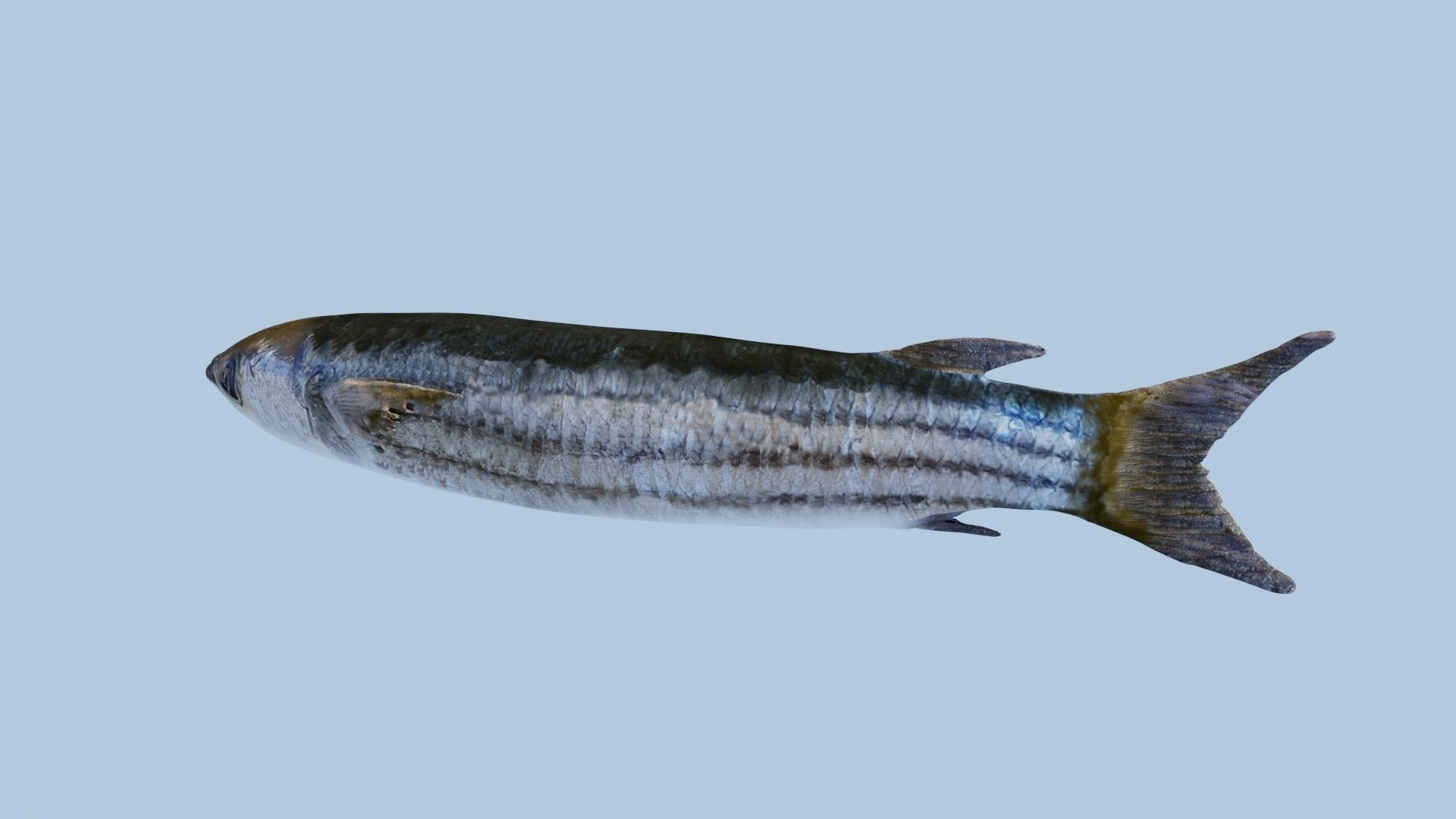 Mullet fish  Mediterranean sea fish Rigged Animated 3D model_8