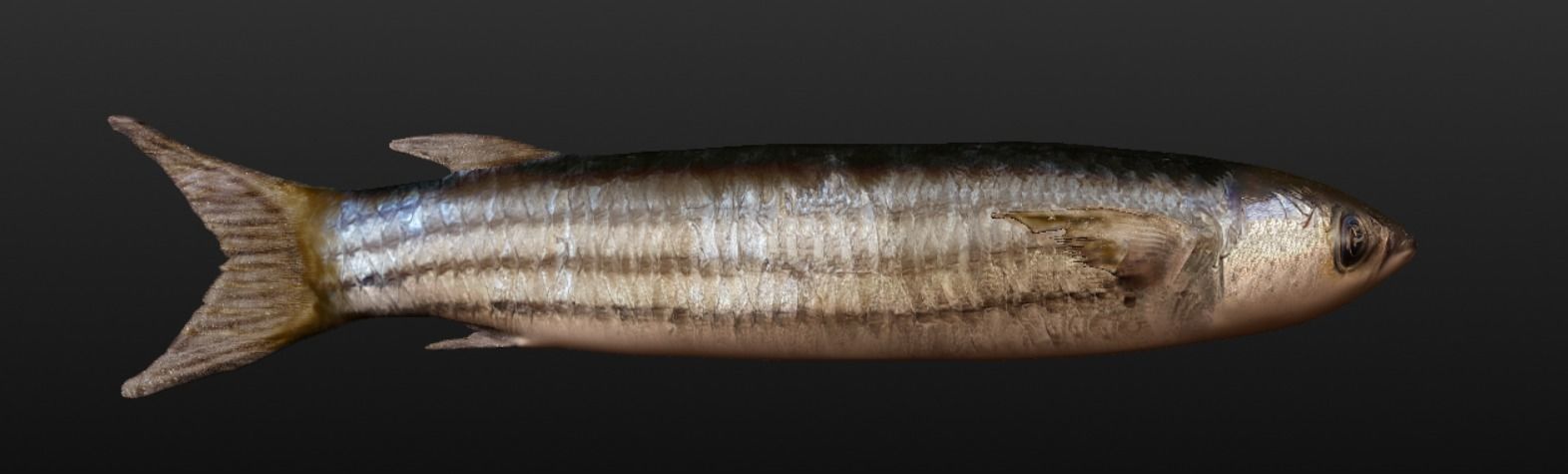 Mullet fish  Mediterranean sea fish Rigged Animated 3D model_2