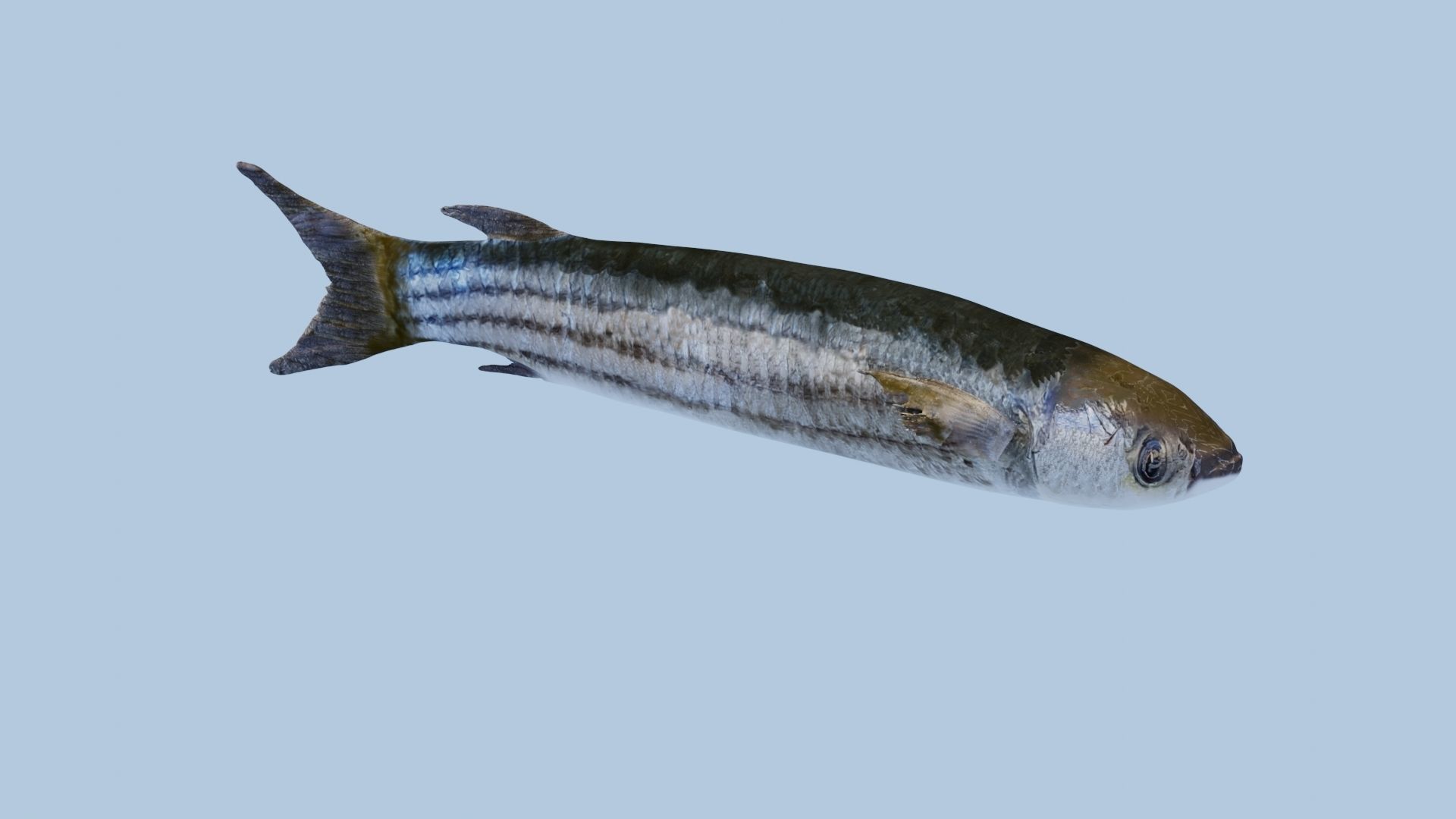 Mullet fish  Mediterranean sea fish Rigged Animated 3D model_7