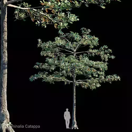 Terminalia Catappa Var0