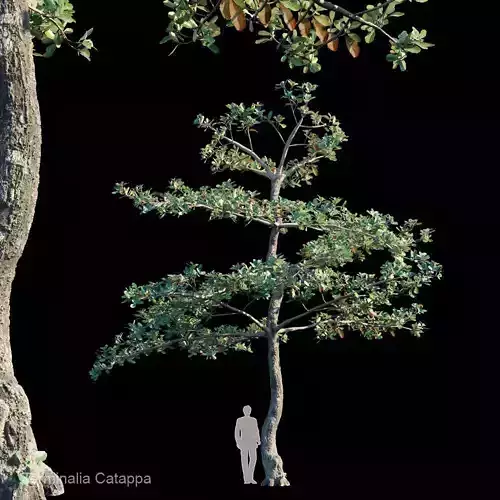 Terminalia Catappa Var1