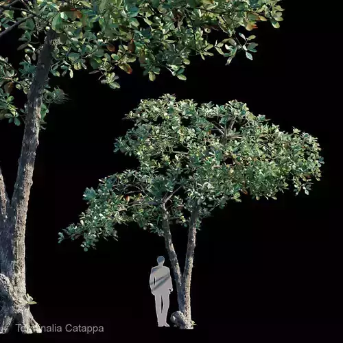 Terminalia Catappa Var2