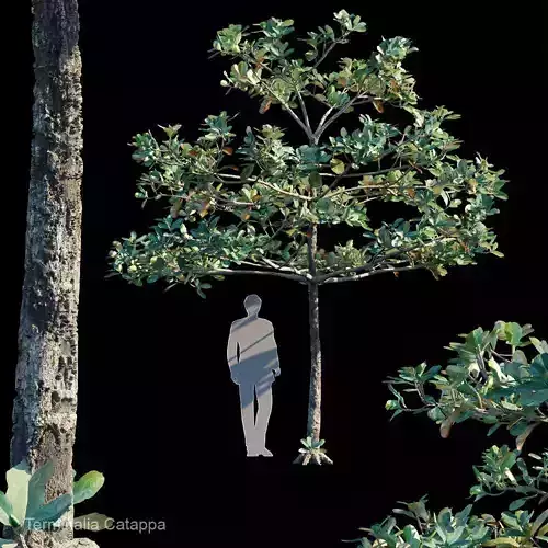 Terminalia Catappa Var5