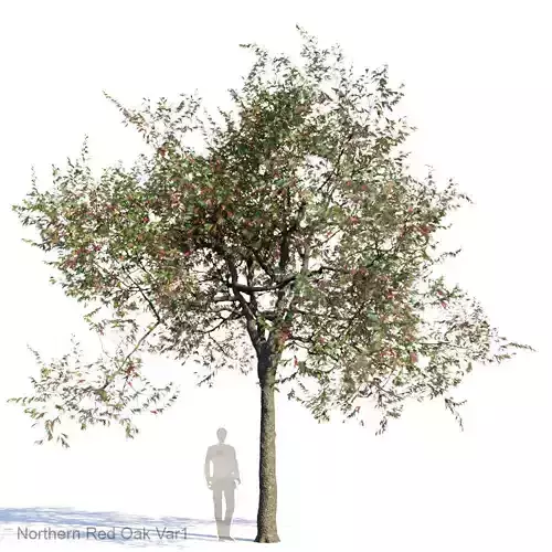 Northern Red Oak Var1