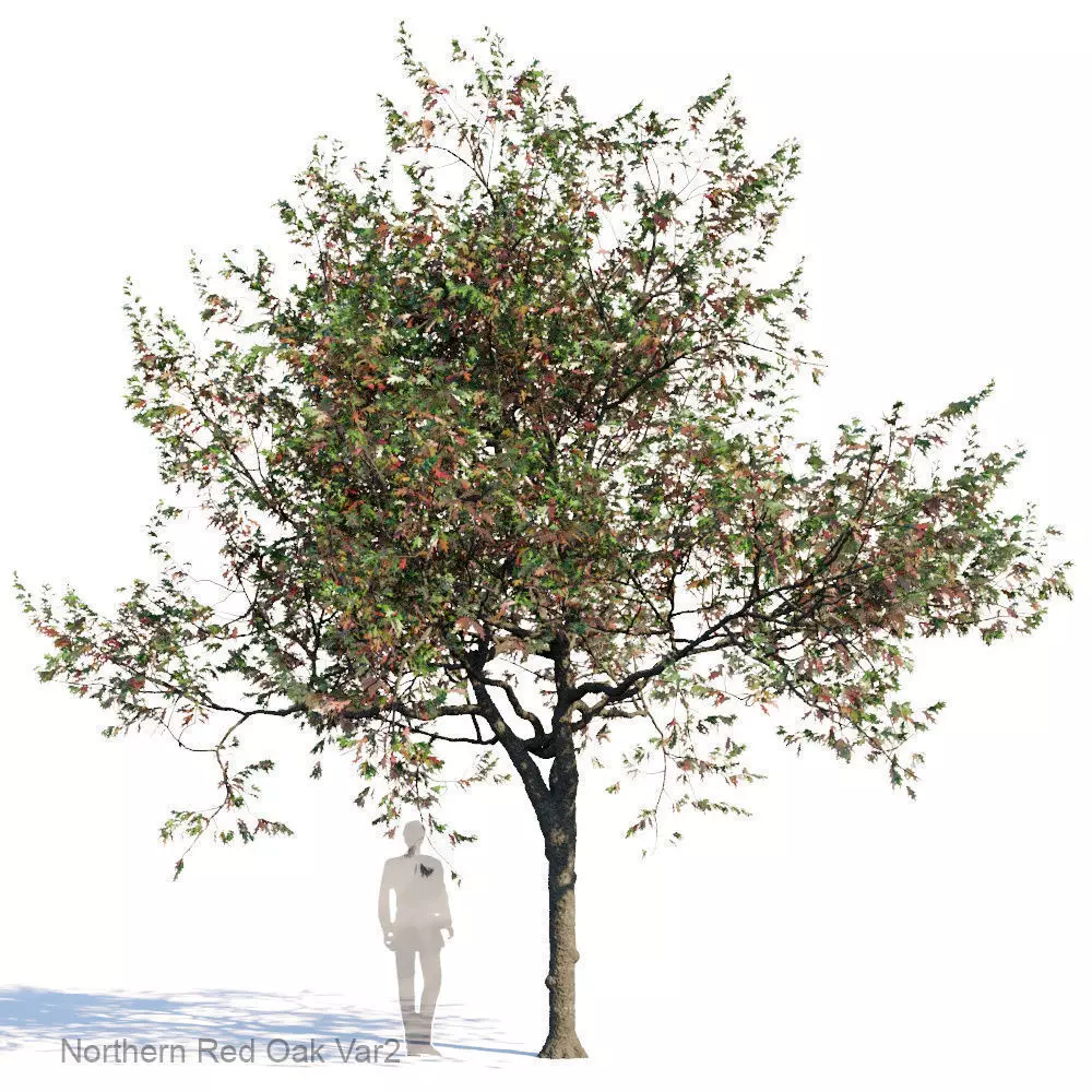 Northern Red Oak Var2 3D model_0