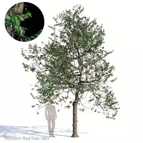 Northern Red Oak Var3