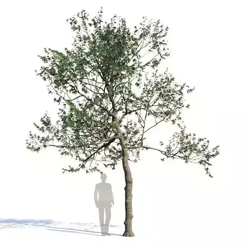 Northern Red Oak Var4