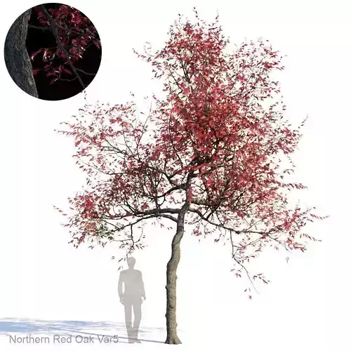 Northern Red Oak Var5