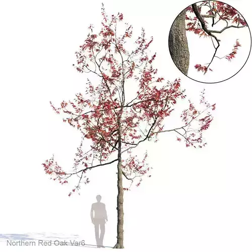 Northern Red Oak Var6