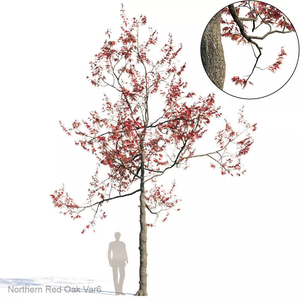 Northern Red Oak Var6 3D model_0