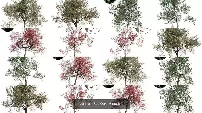Northern Red Oak 3D Model Collection