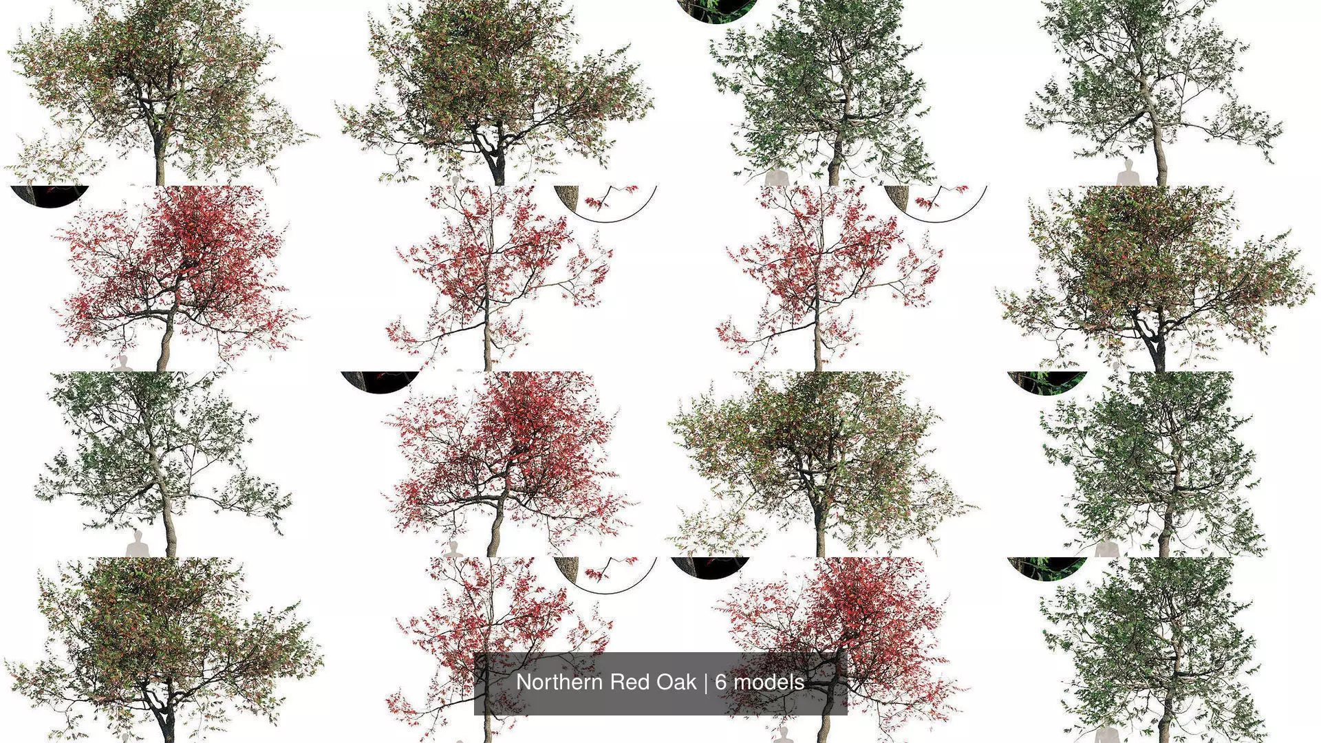 Northern Red Oak 3D Model Collection_0