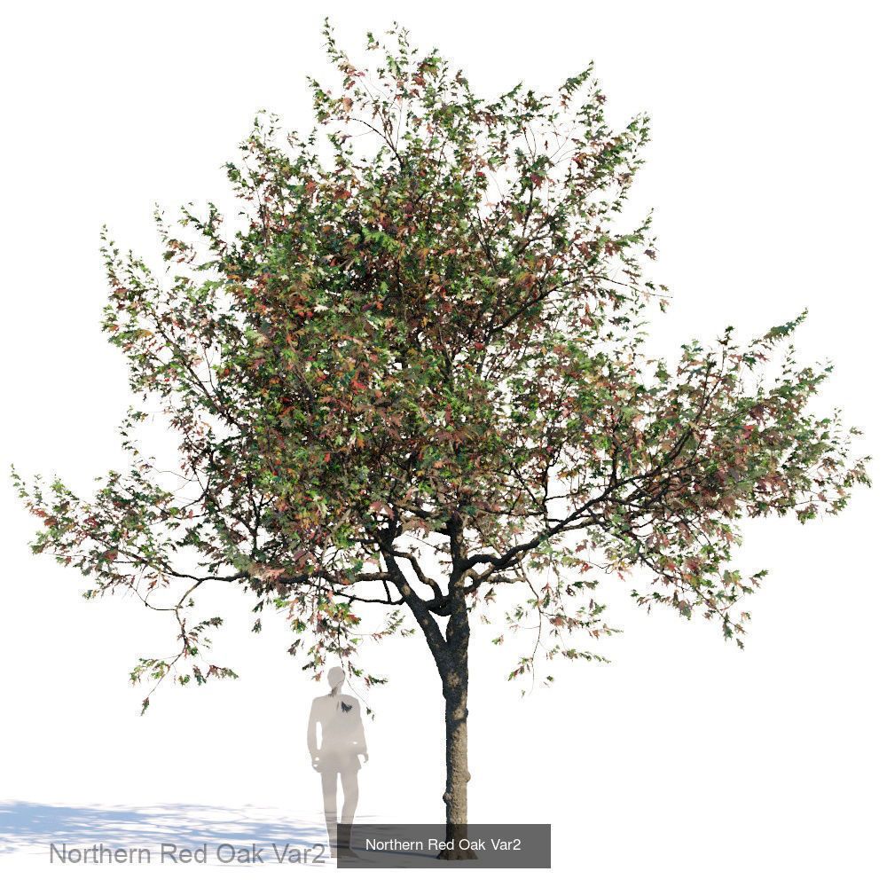 Northern Red Oak 3D Model Collection_2