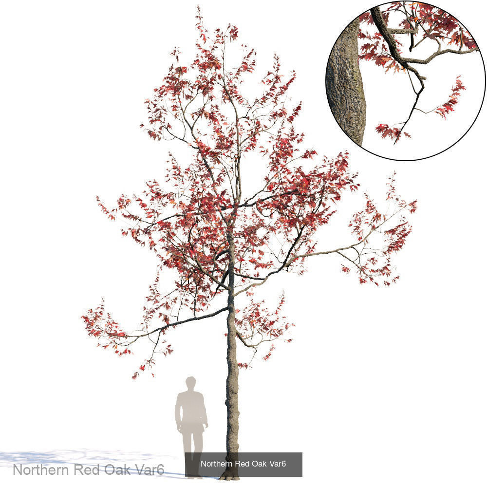 Northern Red Oak 3D Model Collection_6