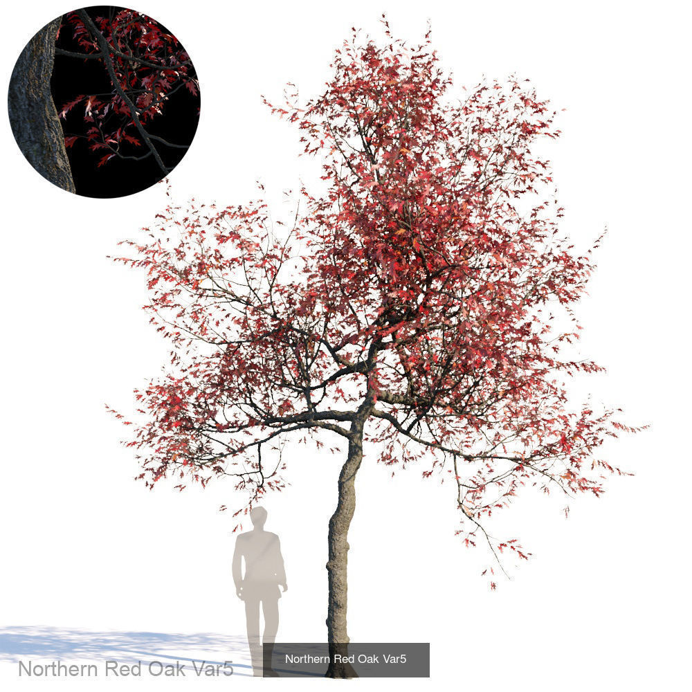 Northern Red Oak 3D Model Collection_5