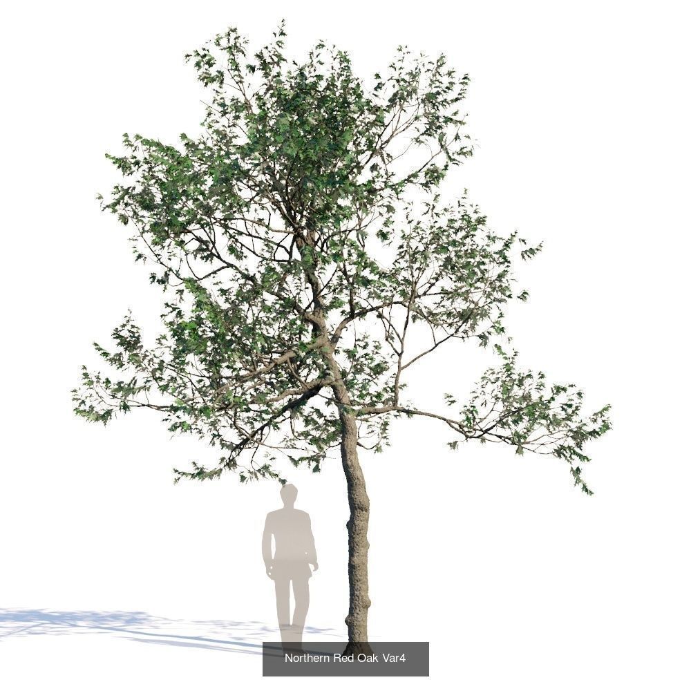 Northern Red Oak 3D Model Collection_4