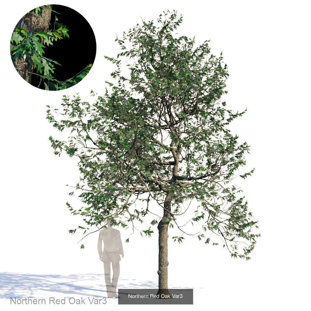 Northern Red Oak 3D Model Collection_3