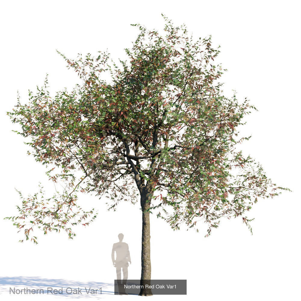 Northern Red Oak 3D Model Collection_1