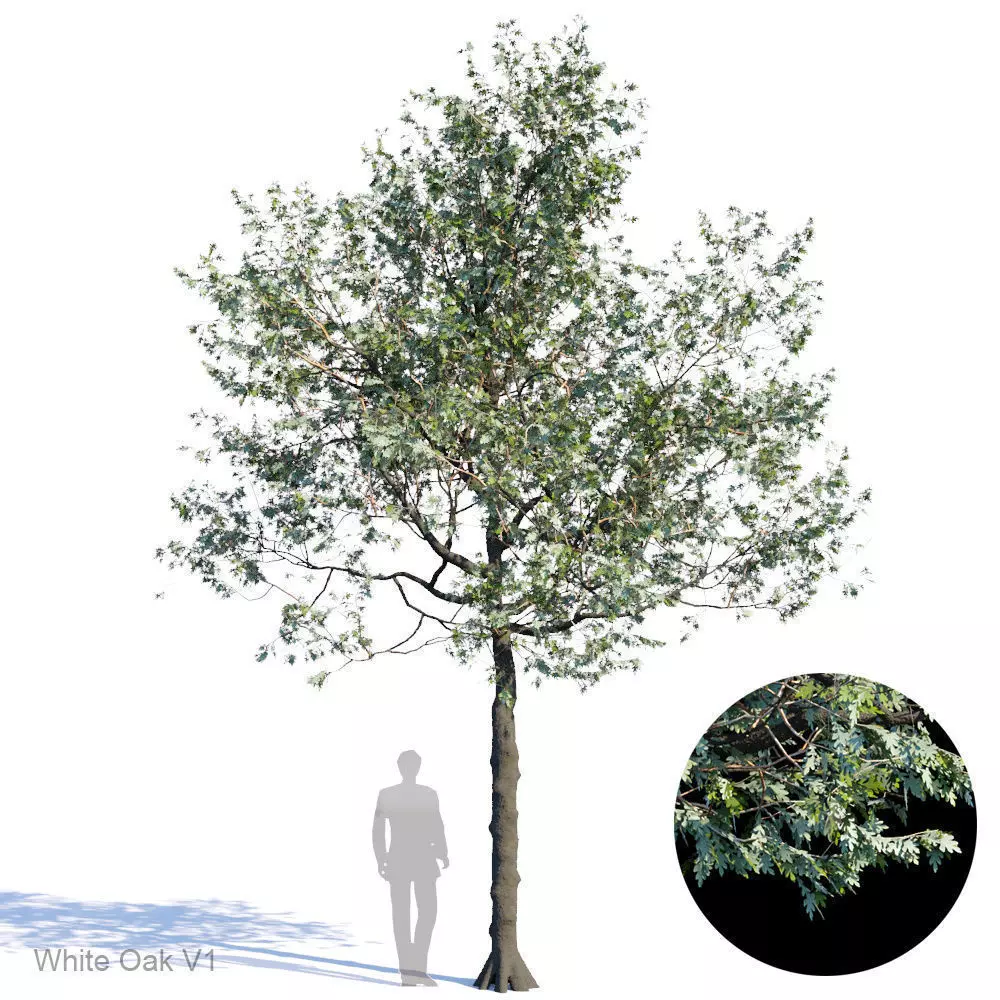 White Oak Var1 3D model