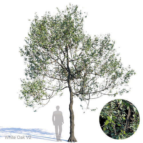 White Oak Var2 3D model