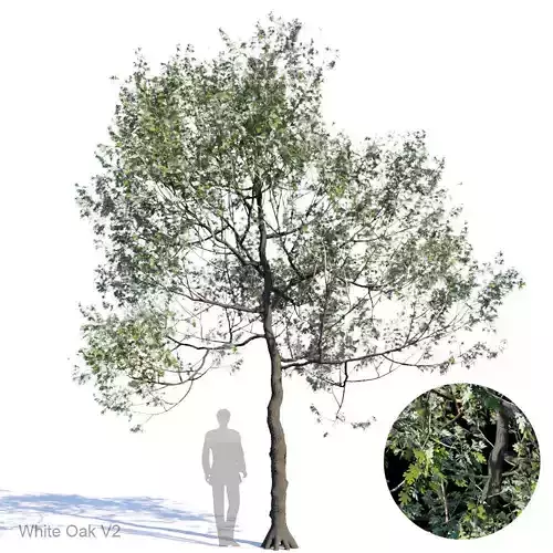 White Oak Var2 3D model