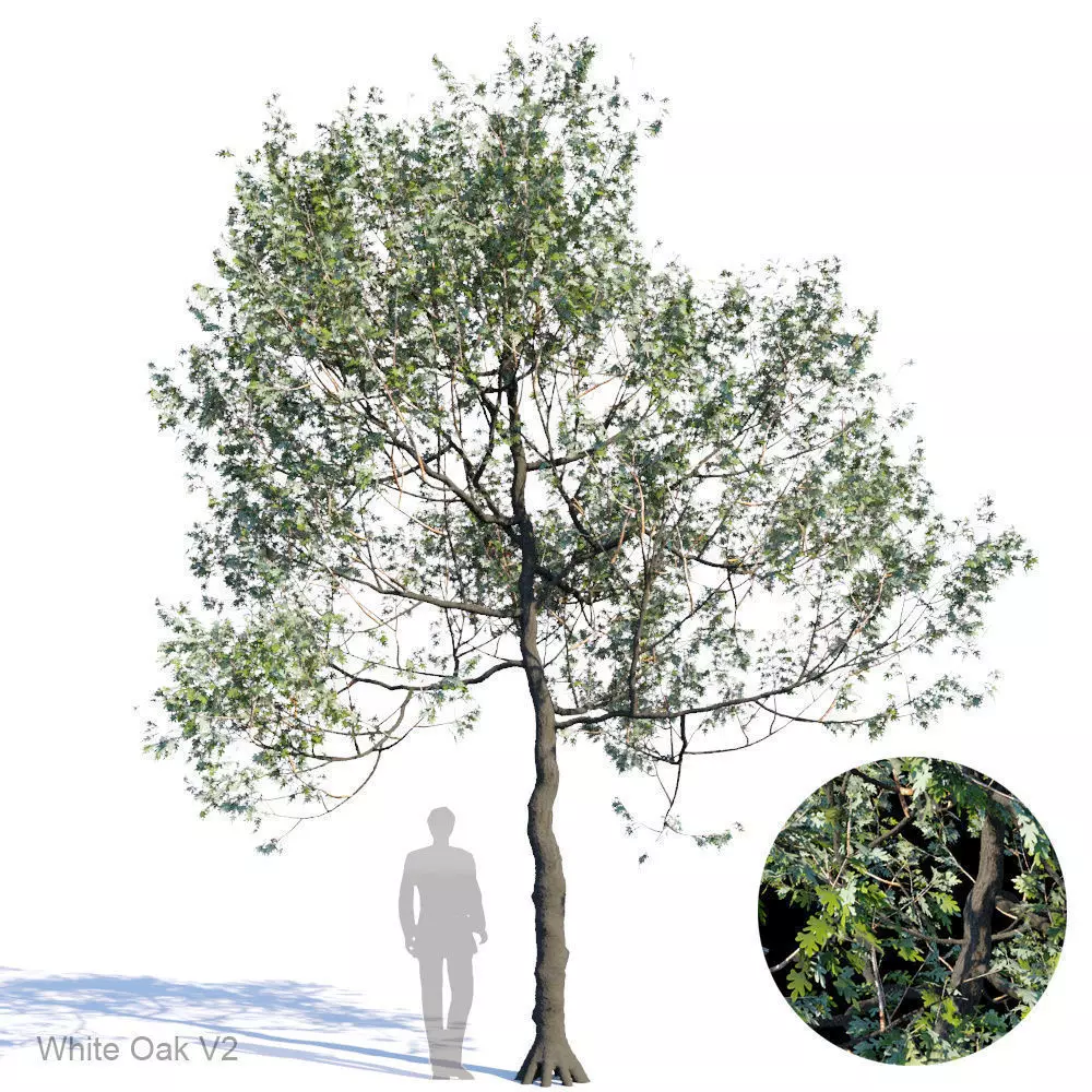 White Oak Var2 3D model