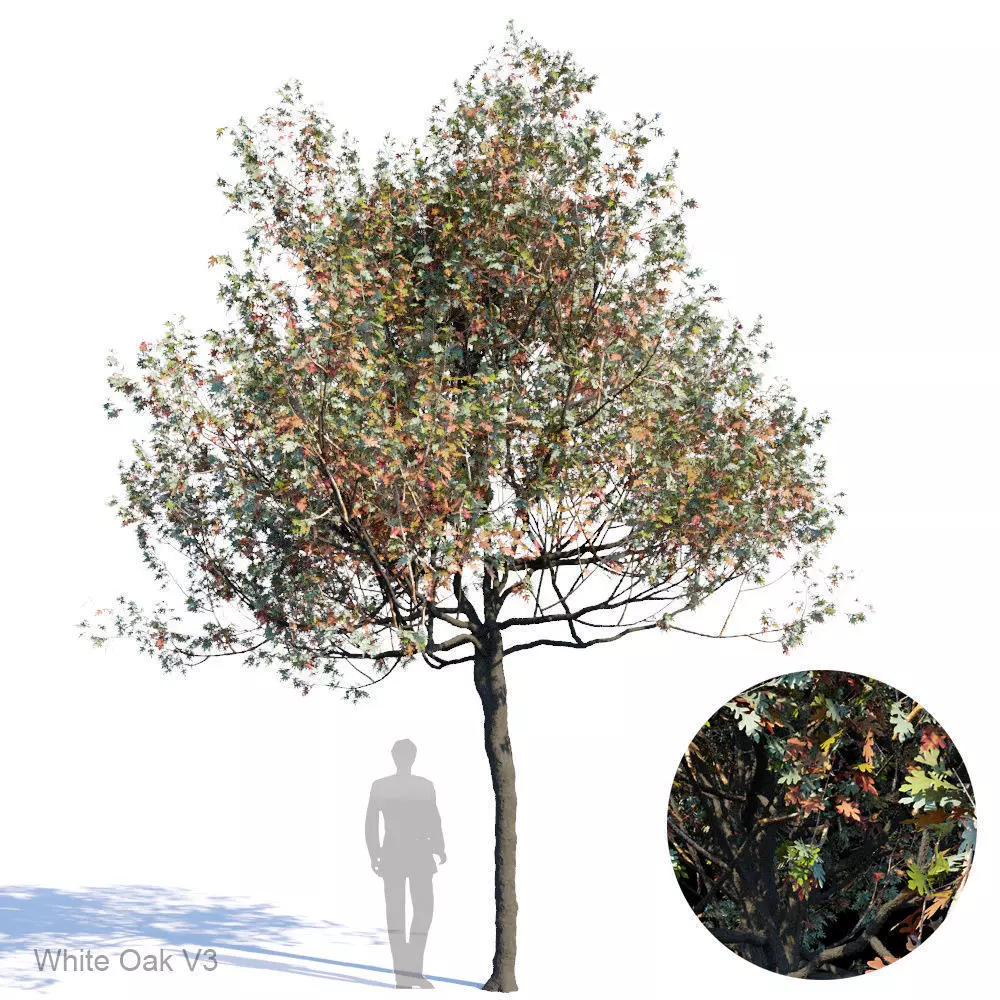 White Oak Var3 3D model