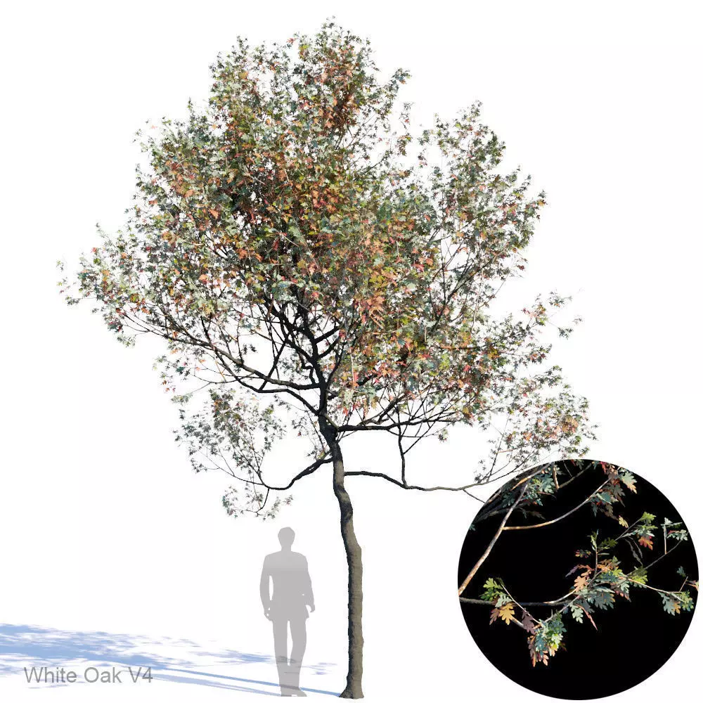 White Oak Var4 3D model