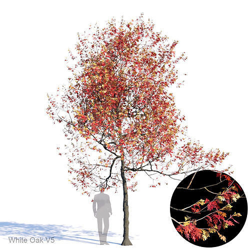 White Oak Var5 3D model