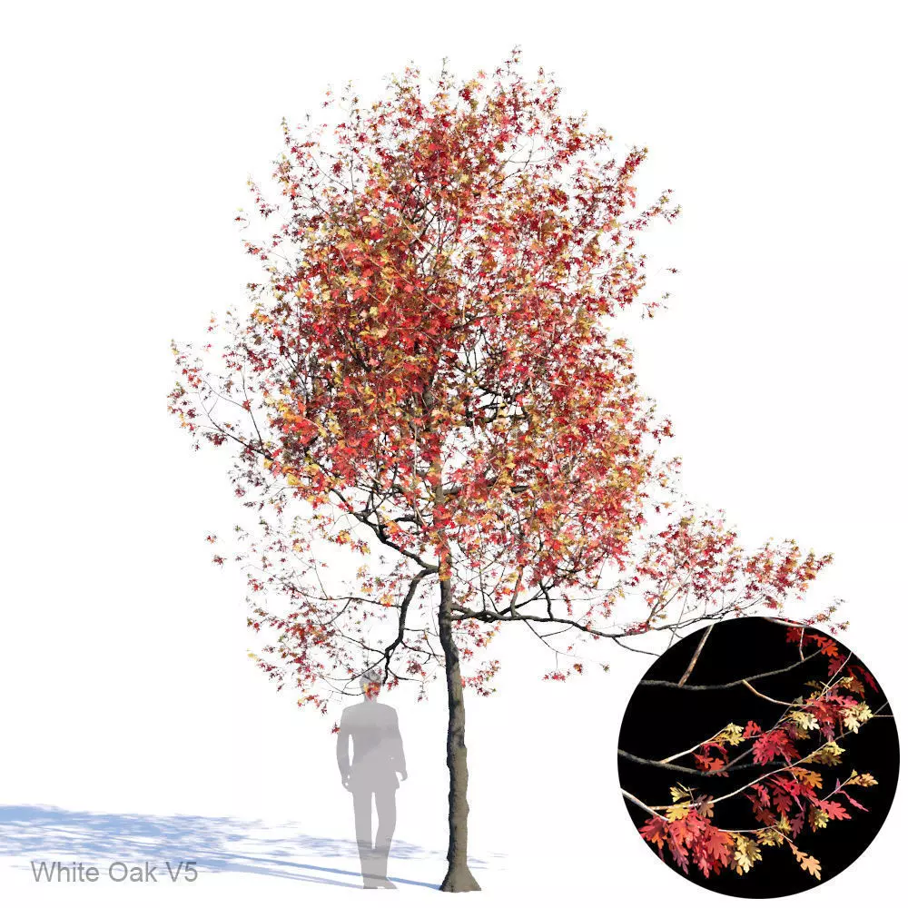 White Oak Var5 3D model