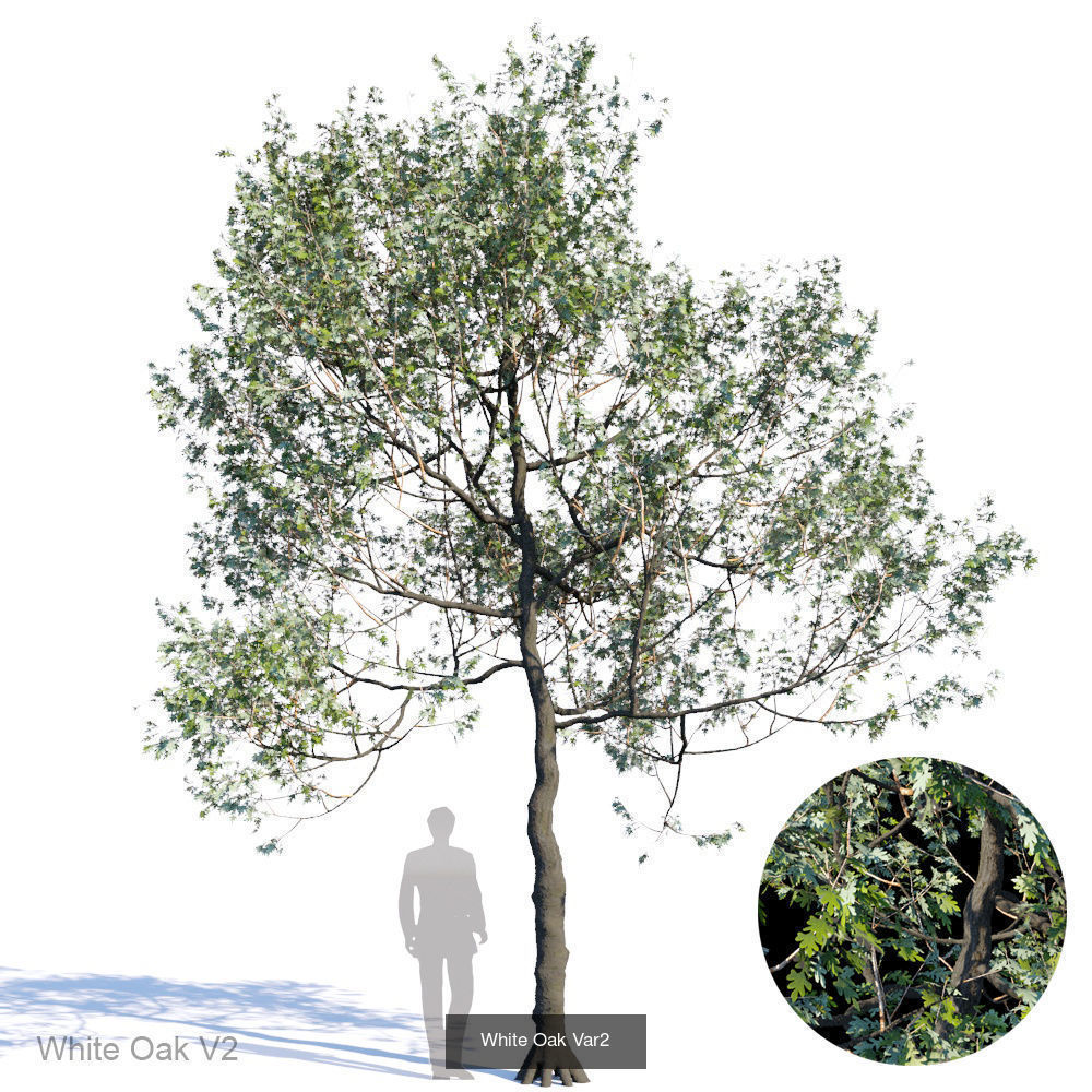 White Oak 3D Model Collection_2
