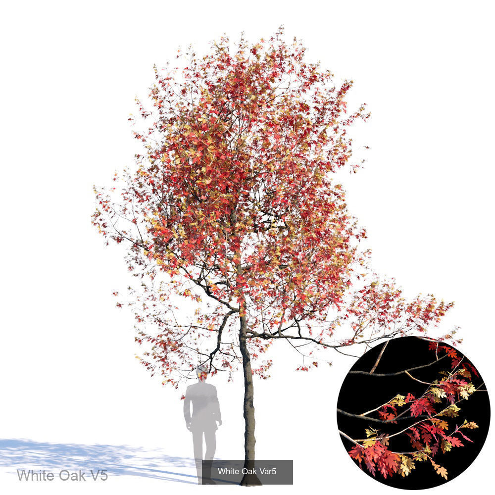 White Oak 3D Model Collection_5