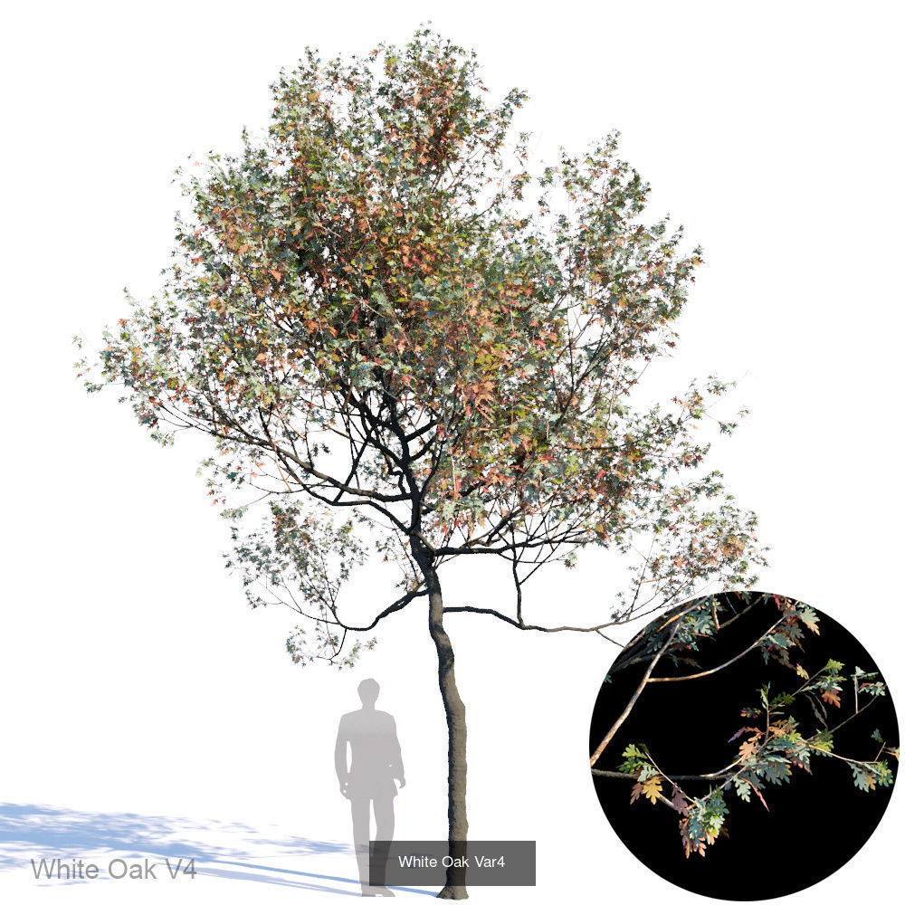 White Oak 3D Model Collection_4