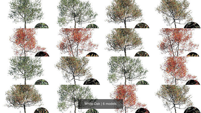 White Oak 3D Model Collection