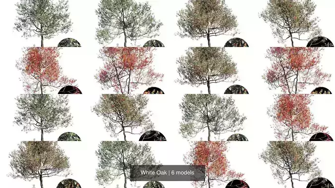 White Oak 3D Model Collection