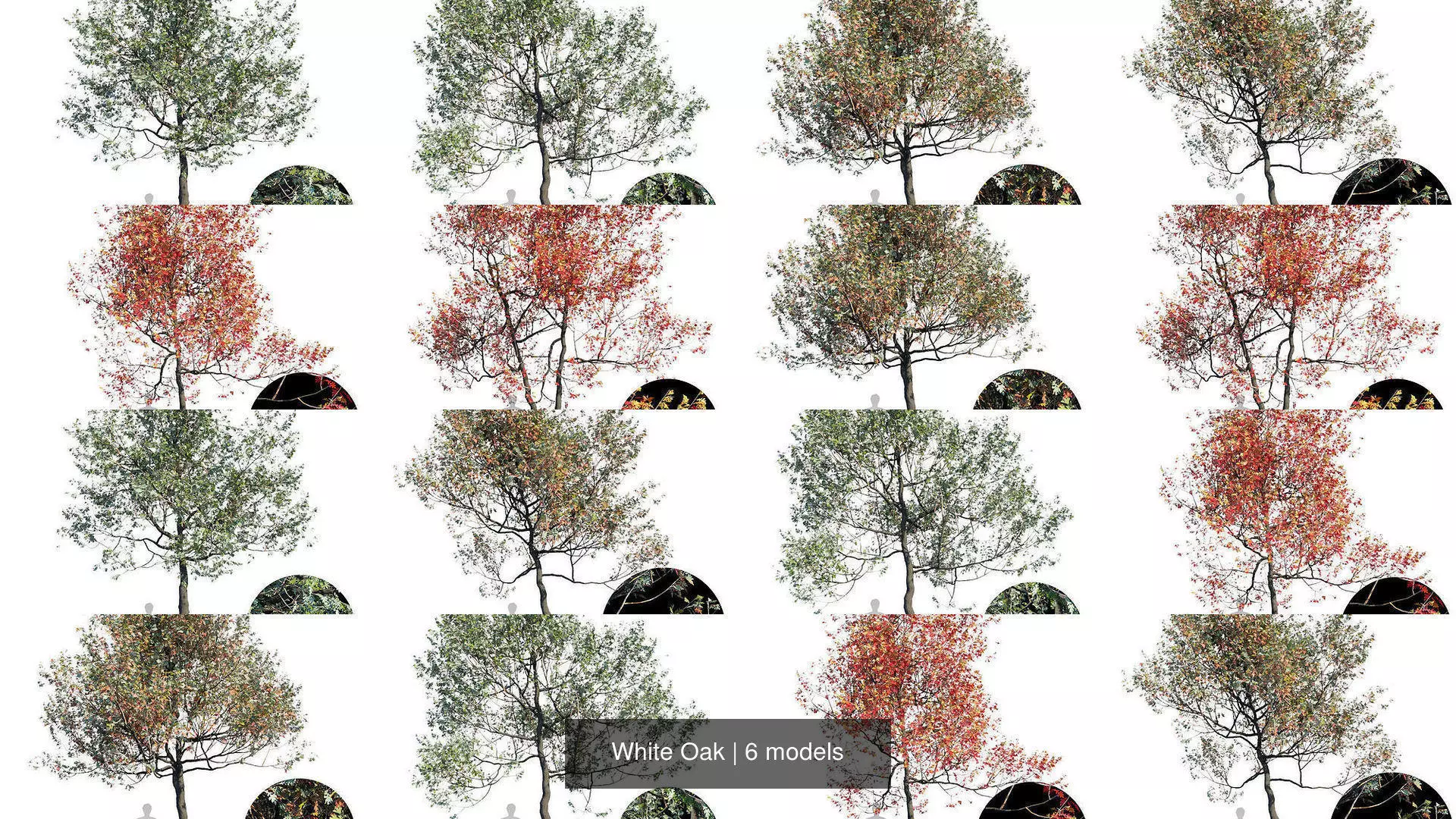 White Oak 3D Model Collection_0