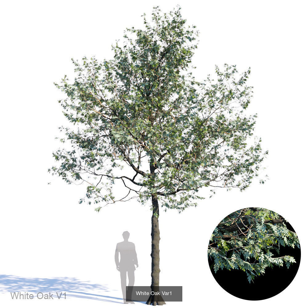White Oak 3D Model Collection_1