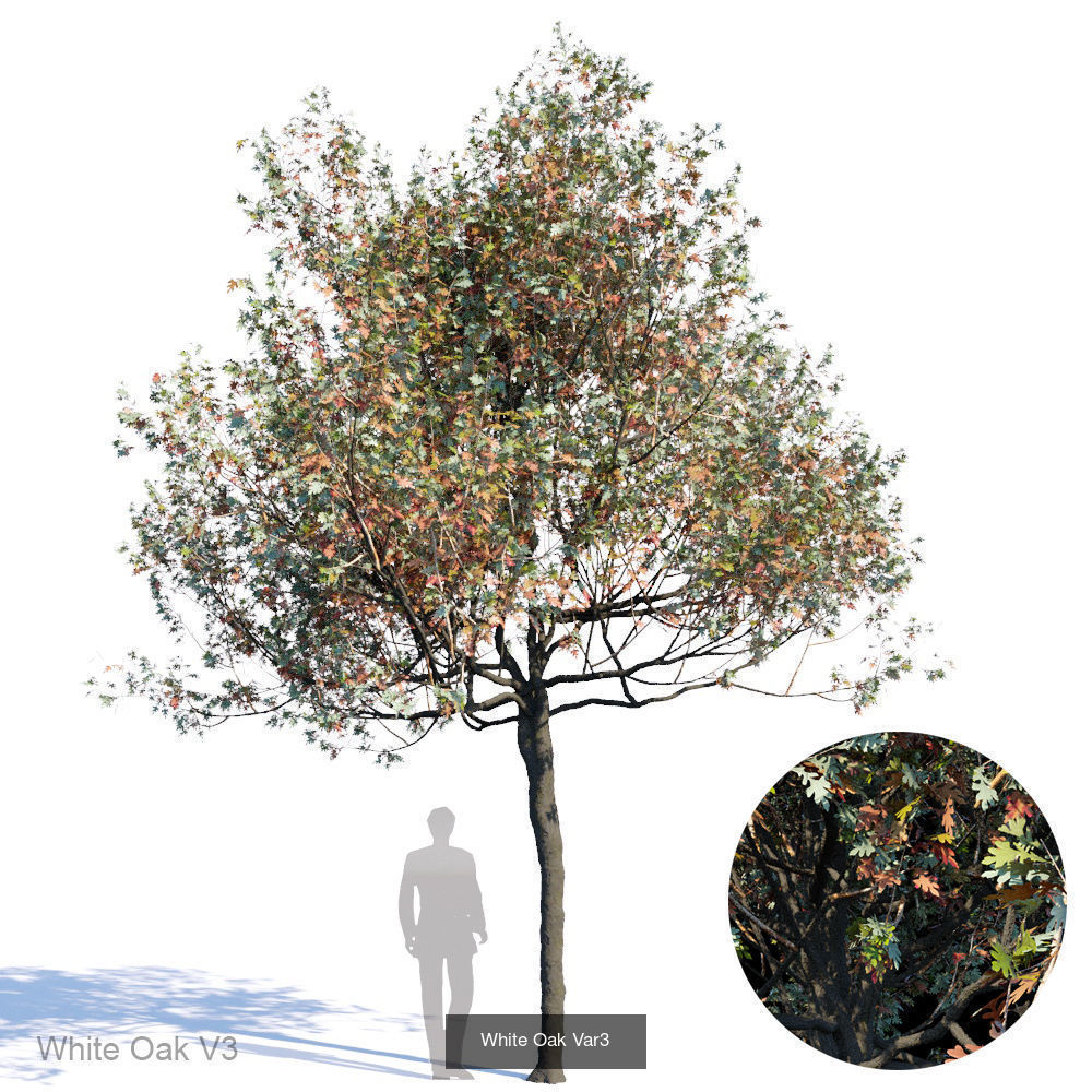 White Oak 3D Model Collection_3