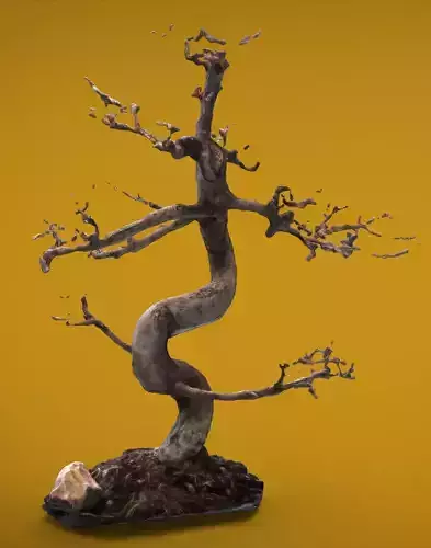 Bonsai tree