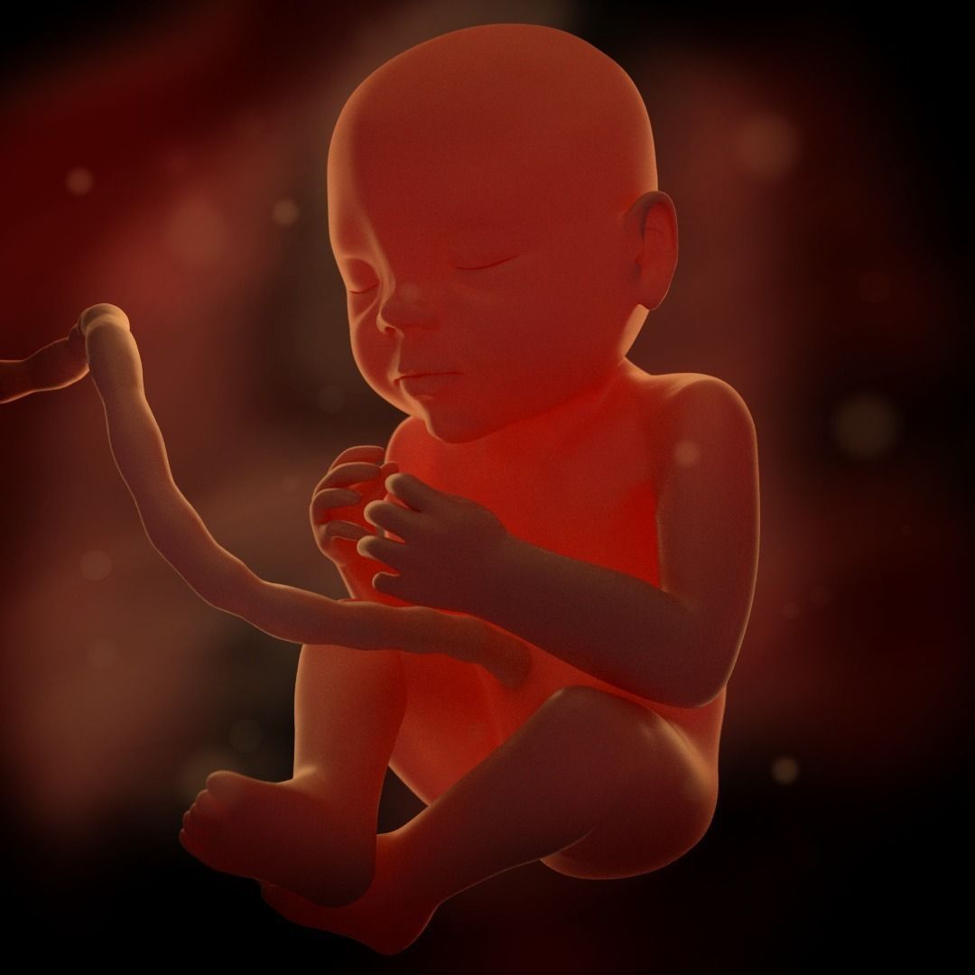 Prenatal baby 3D model_0