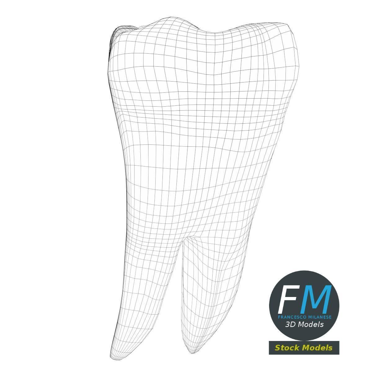 Stylized human first molar tooth Low-poly 3D model_7