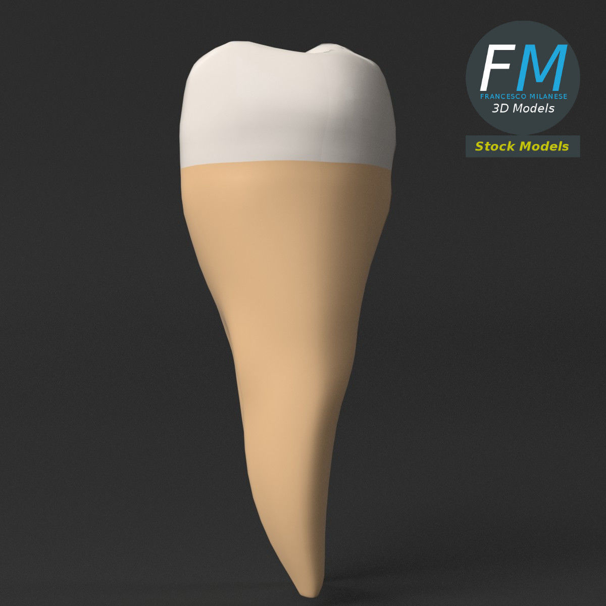 Stylized human first molar tooth Low-poly 3D model_5