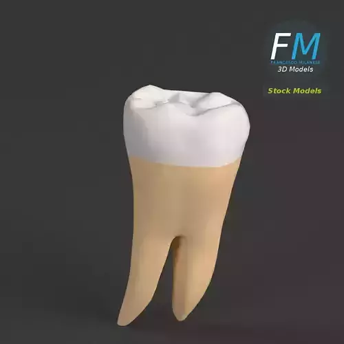 Stylized human first molar tooth Low-poly 3D model