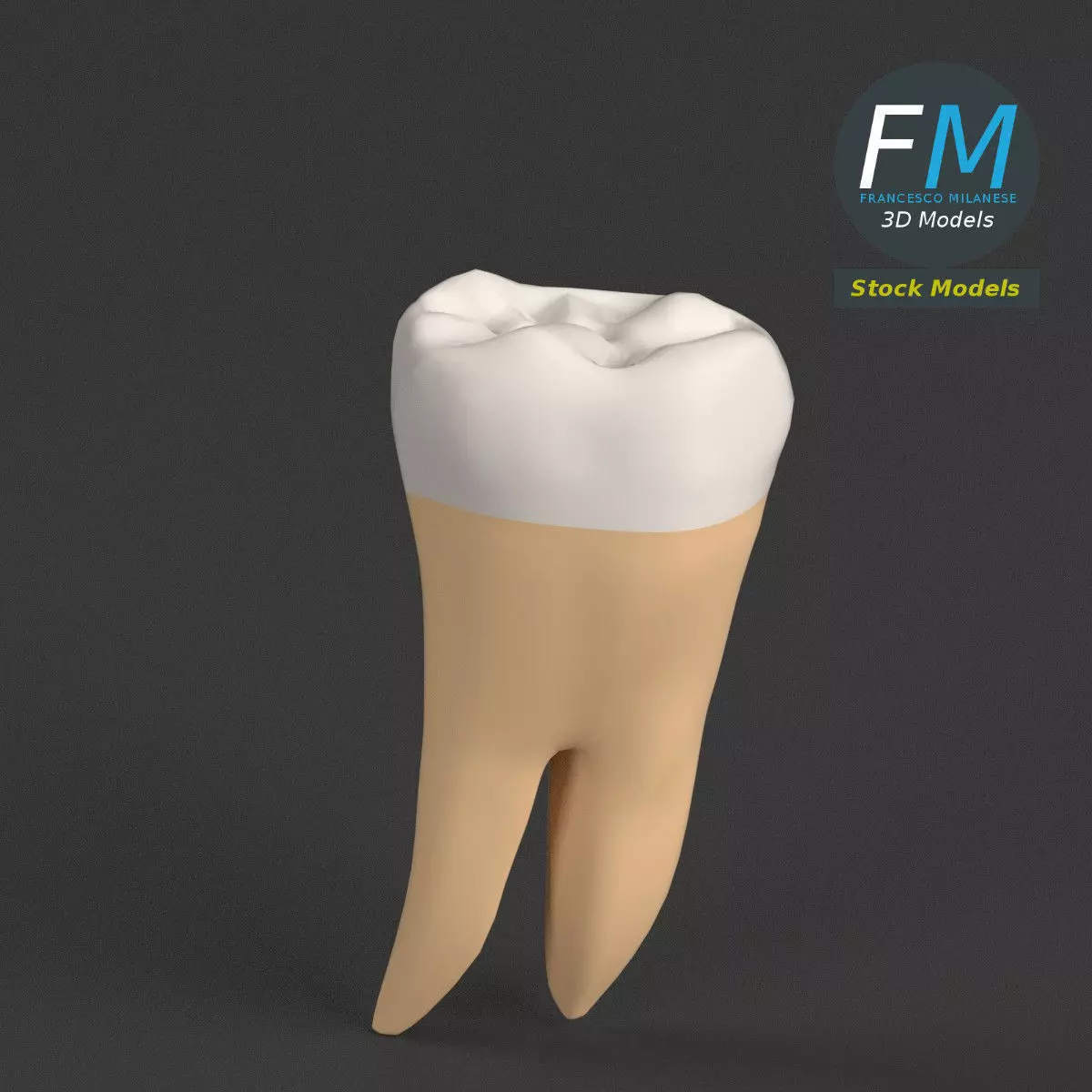 Stylized human first molar tooth Low-poly 3D model_0