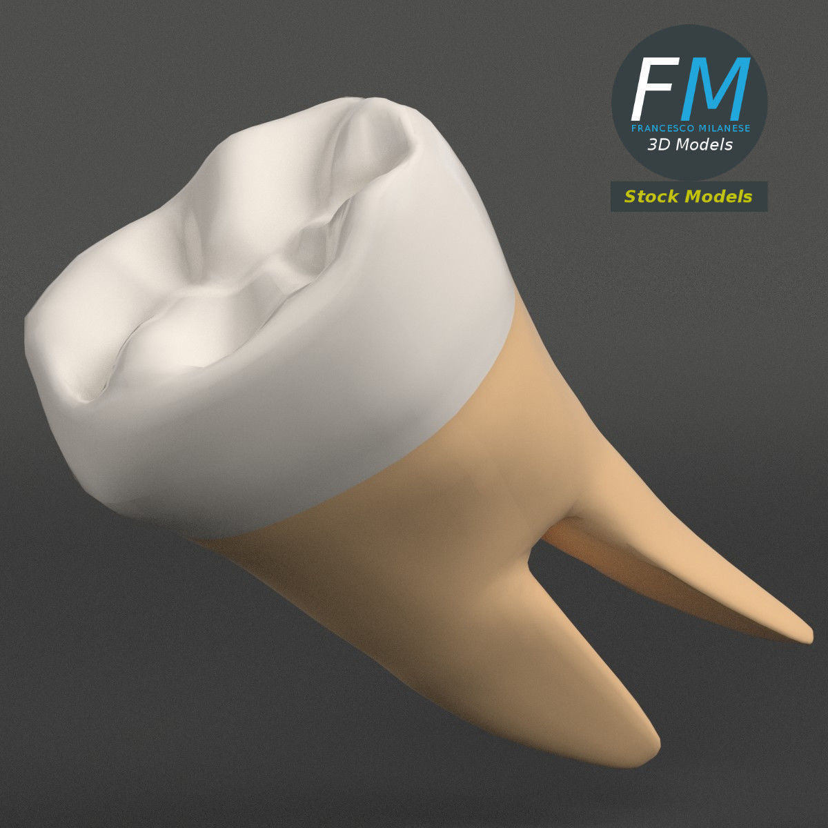 Stylized human first molar tooth Low-poly 3D model_4